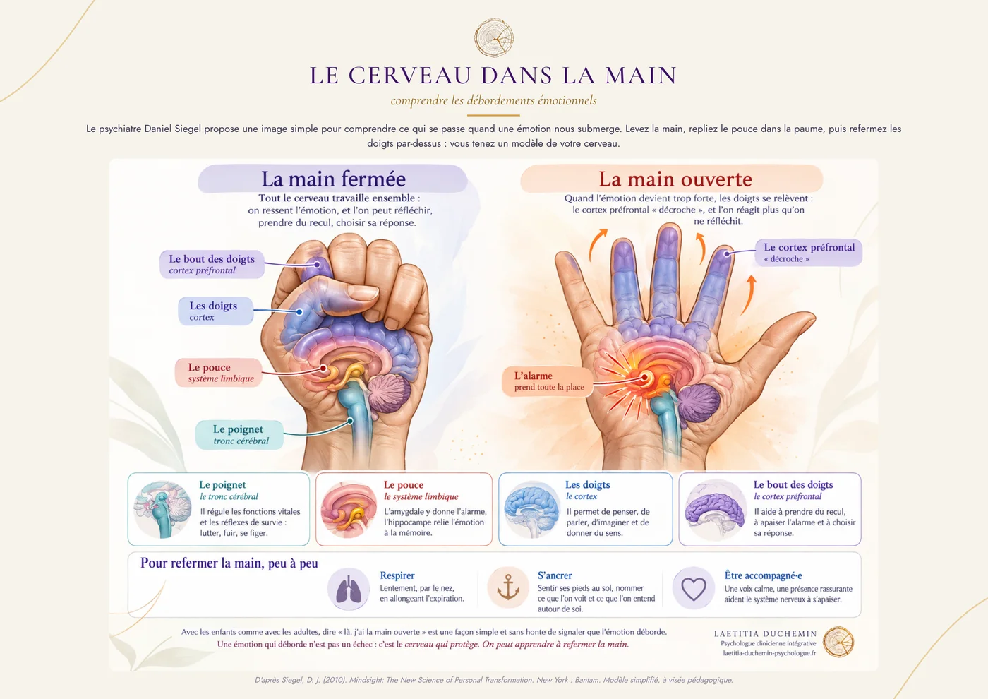 Aperçu de l'affiche : le cerveau dans la main, la main fermée et la main ouverte, d'après Daniel Siegel